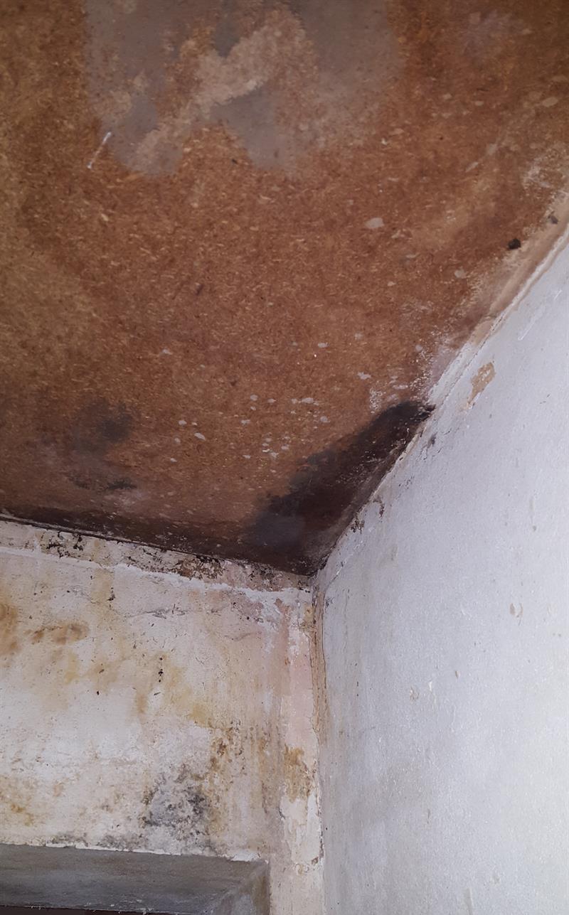 mietverwohnung schimmelbefall